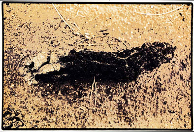 Untitled NT_12 - Satoshi Kinoshita